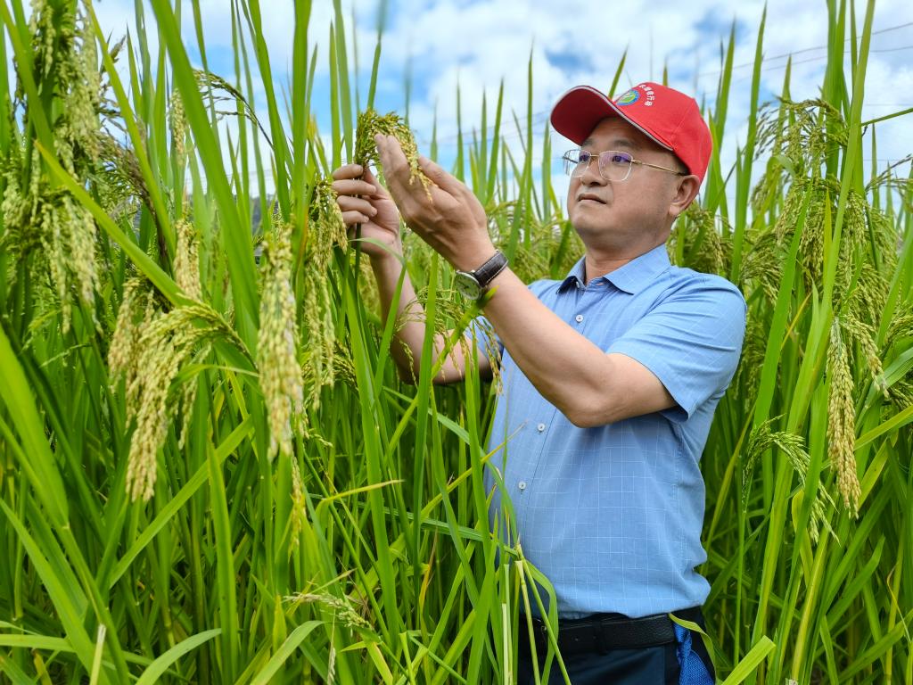 黑稻、多年生稻、巨型稻……奇妙水稻知多少？
